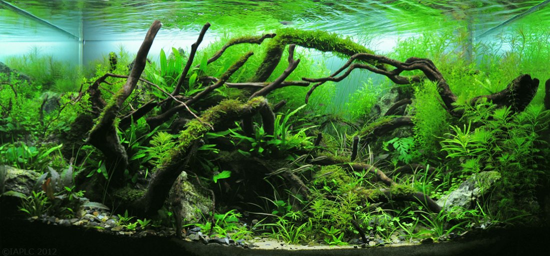 Acuario densamente plantado estilo aquascape con plantas de distintas texturas y colores