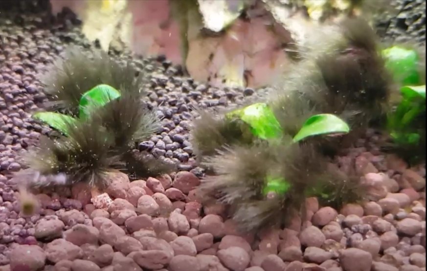 Plantas de acuario cubiertas de alga parda o barba tras un desequilibrio de luz y nutrientes
