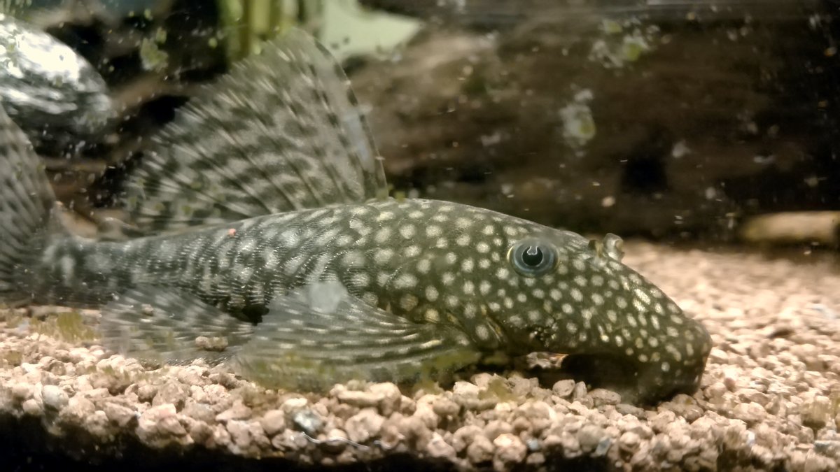 Ancistrus, pez limpiador de algas de fondo, apoyado sobre la grava de un acuario de agua dulce