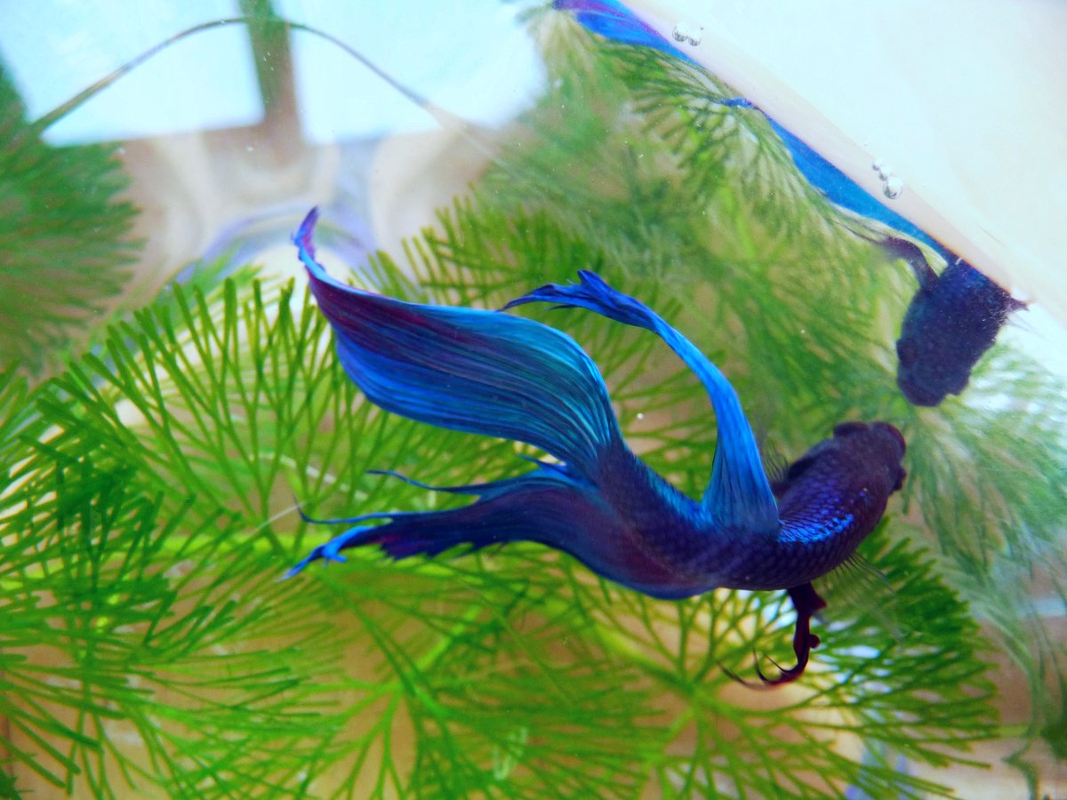 Macho de betta splendens de aletas azules nadando junto a plantas de acuario