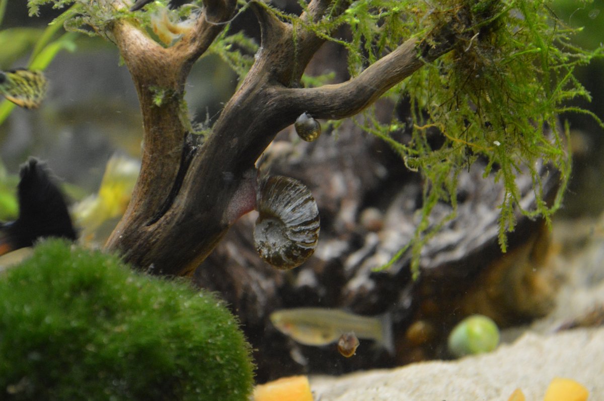 Varios caracoles ramshorn de distintos tamaños sobre una raíz decorativa en un acuario plantado