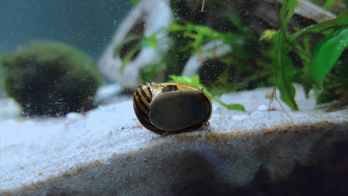 Caracol nerita de rayas sobre la grava de un acuario plantado