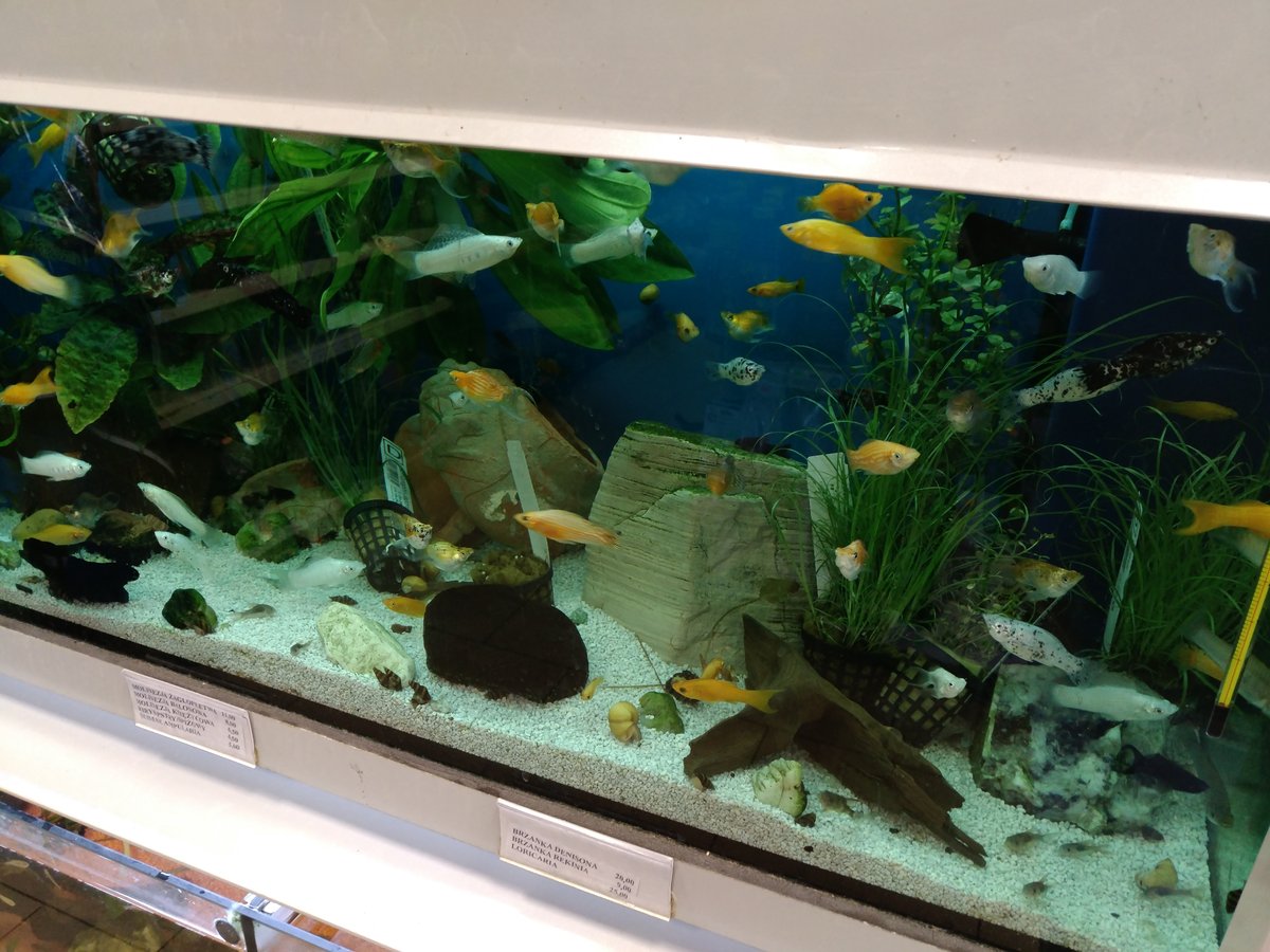 Varias especies de peces de colores conviviendo en el mismo acuario comunitario