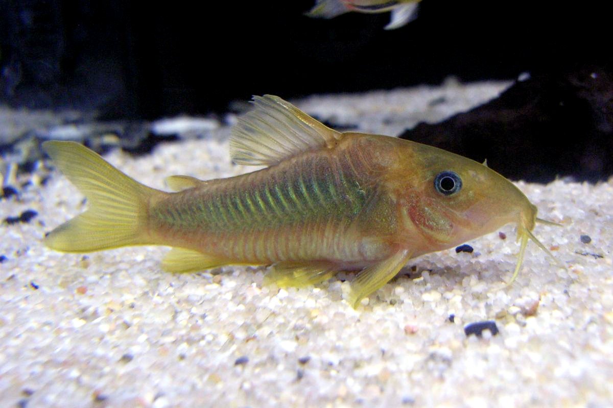 Grupo de corydoras nadando cerca del fondo de un acuario plantado