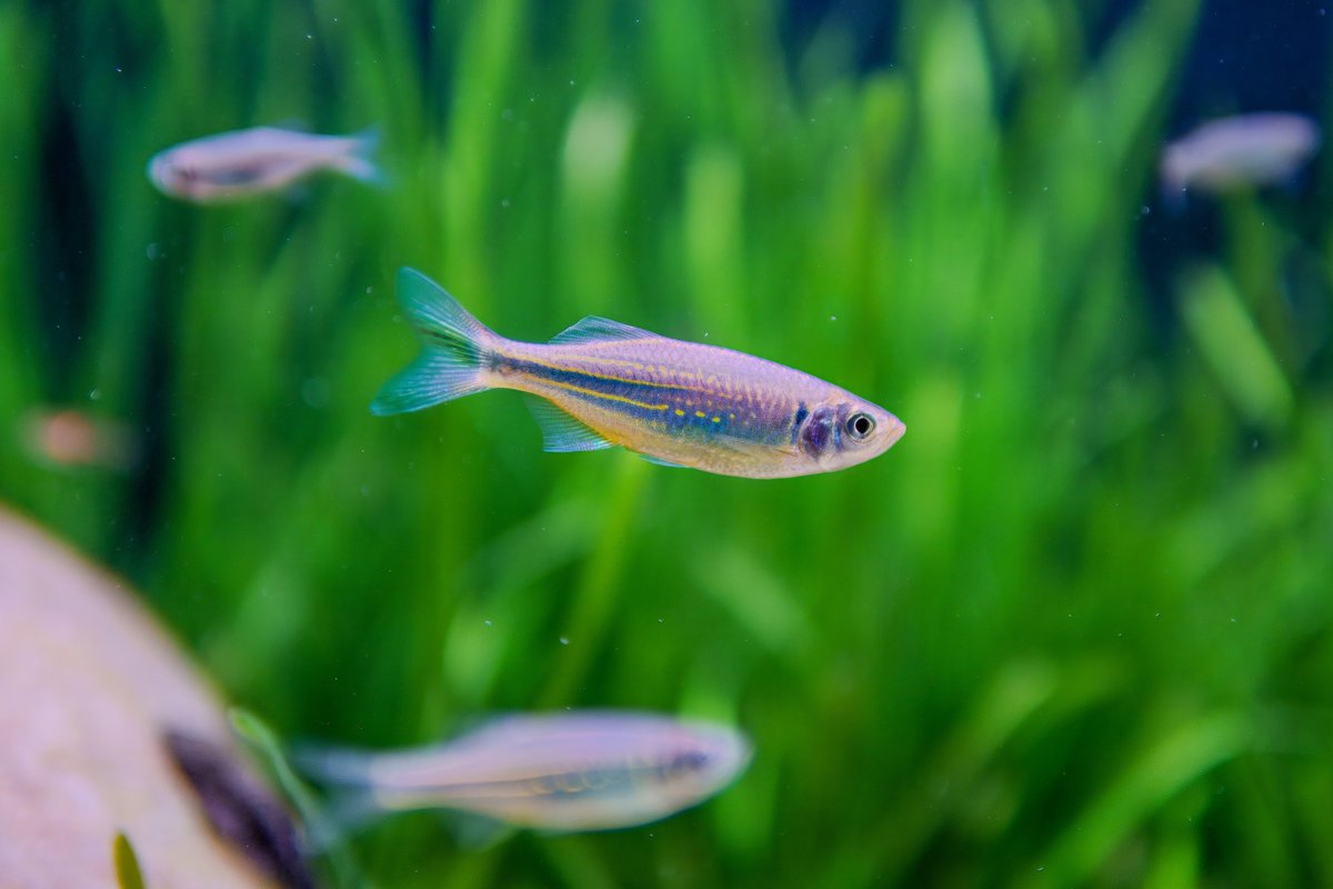 Acuario comunitario plantado y bien mantenido con varios peces nadando entre las plantas