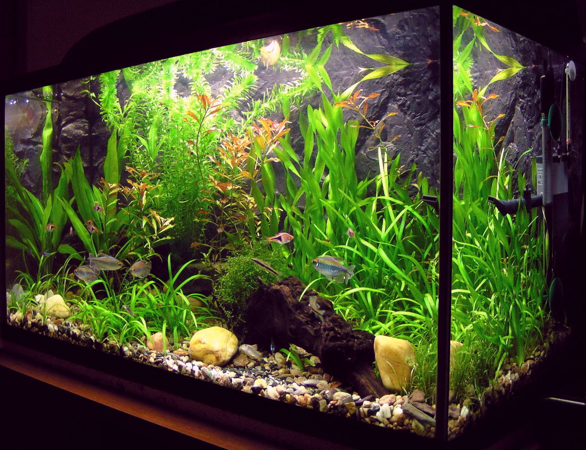 Acuario plantado con una comunidad de peces bien proporcionada al litraje del tanque