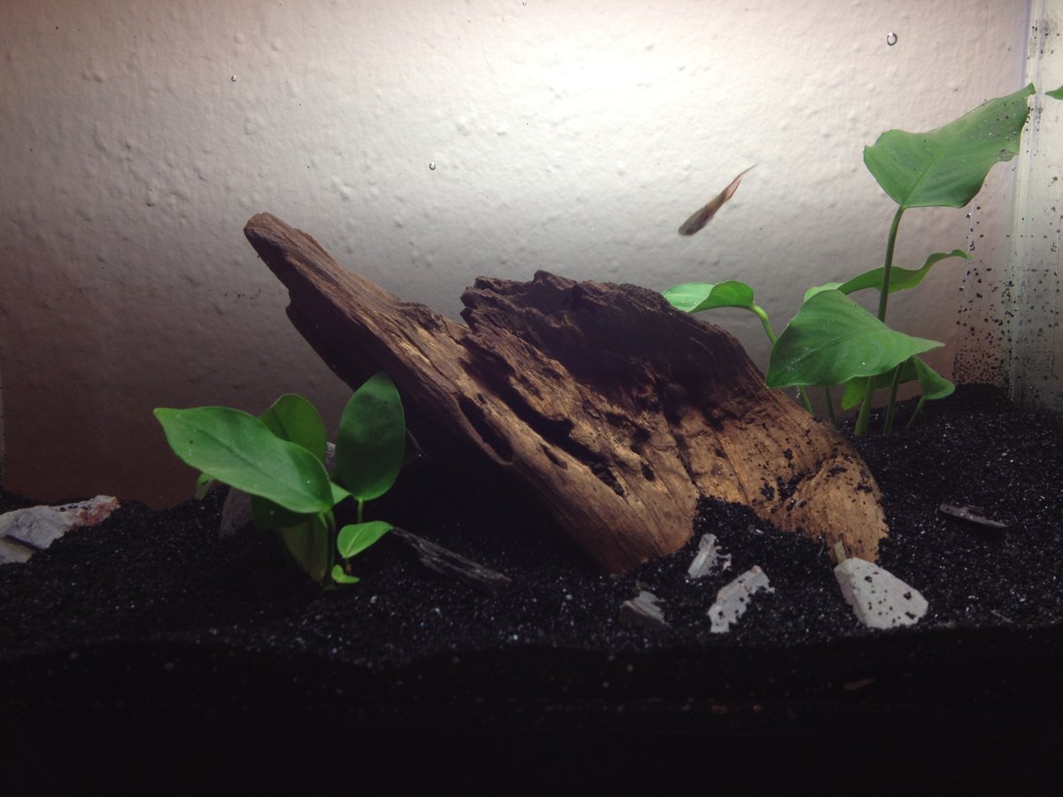 Acuario sencillo con decoración mínima, del tipo que sirve como tanque de cuarentena