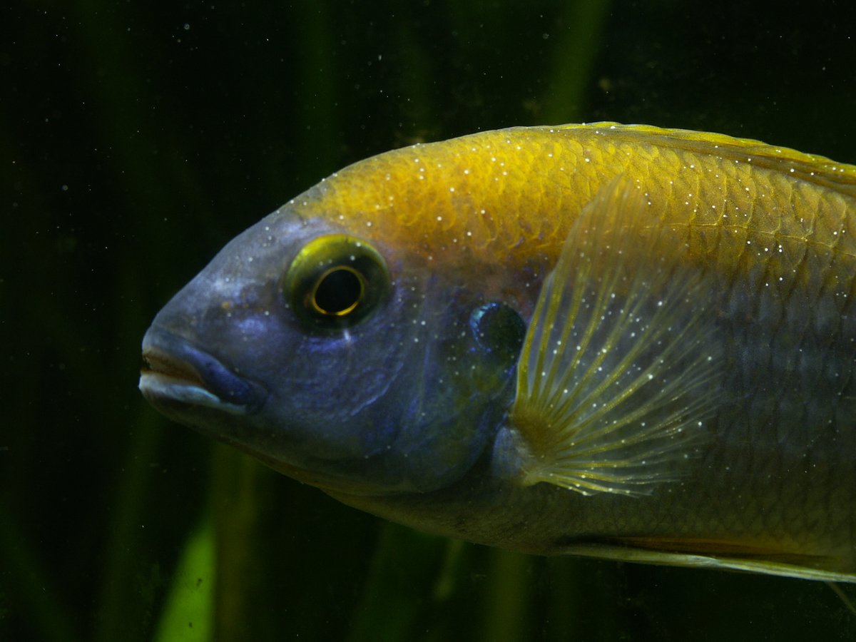 Pez de acuario con los puntos blancos característicos de la enfermedad del punto blanco o ich