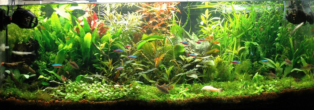 Grava y sustrato de acuario de agua dulce bajo el agua
