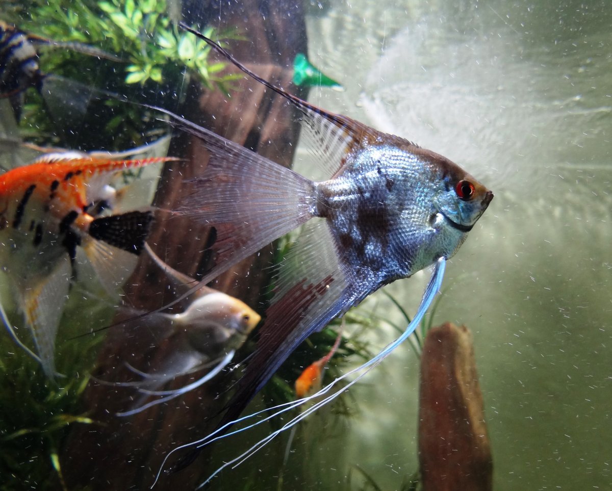 Escalar (Pterophyllum scalare) de aletas largas nadando en un acuario comunitario plantado
