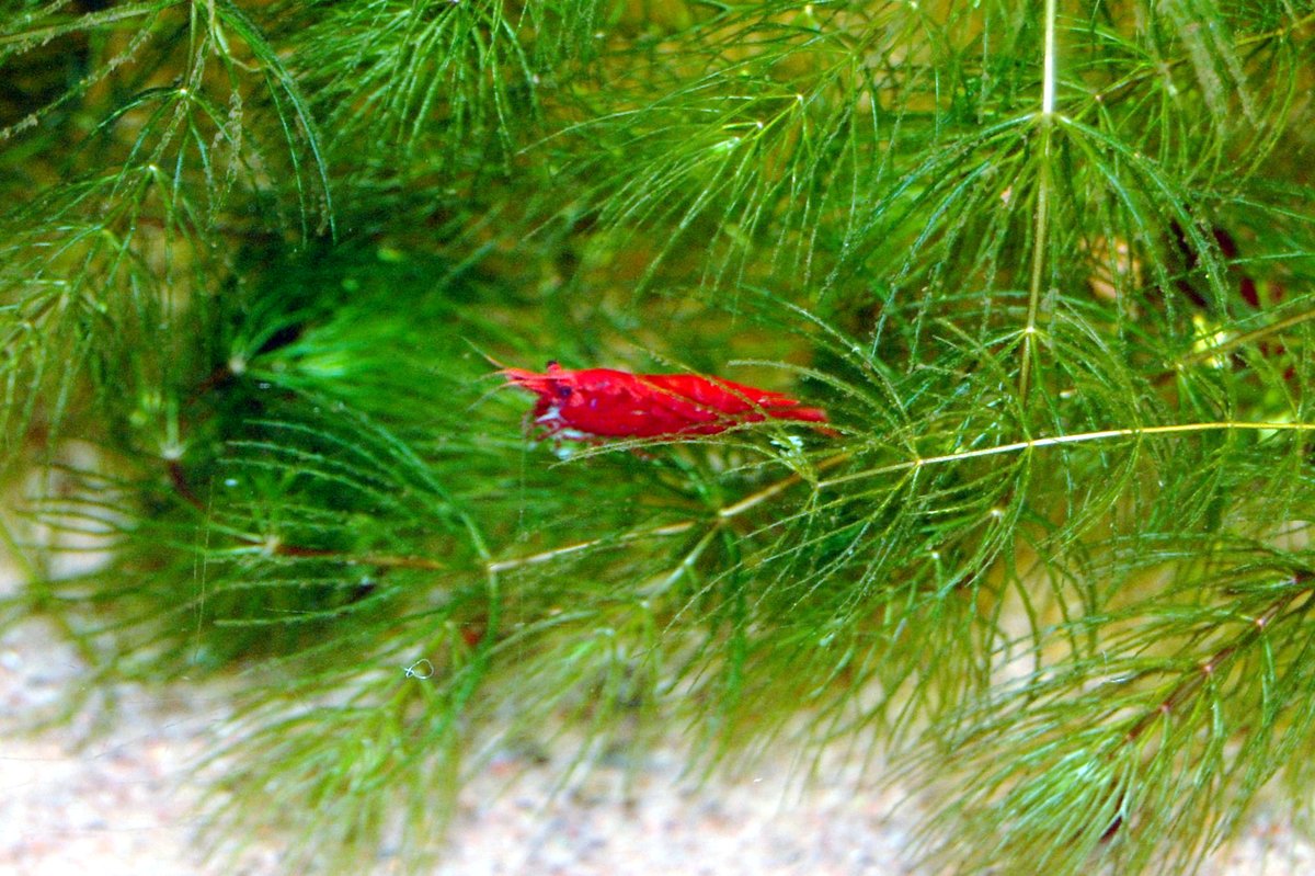 Gamba cereza Neocaridina davidi de color rojo intenso entre plantas de acuario