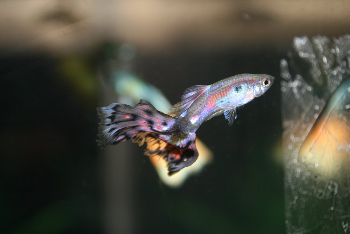 Guppy macho de cola de colores nadando en un acuario de agua dulce