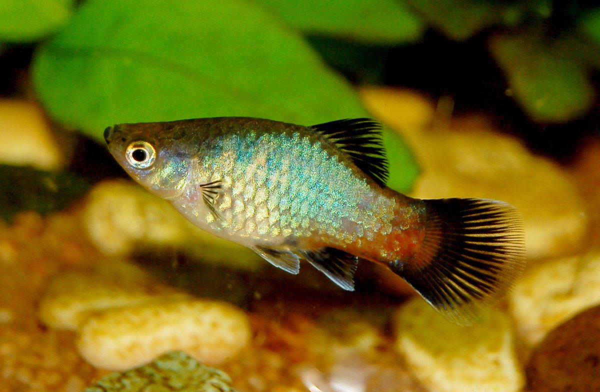 Platy de colores nadando en un acuario de agua dulce plantado
