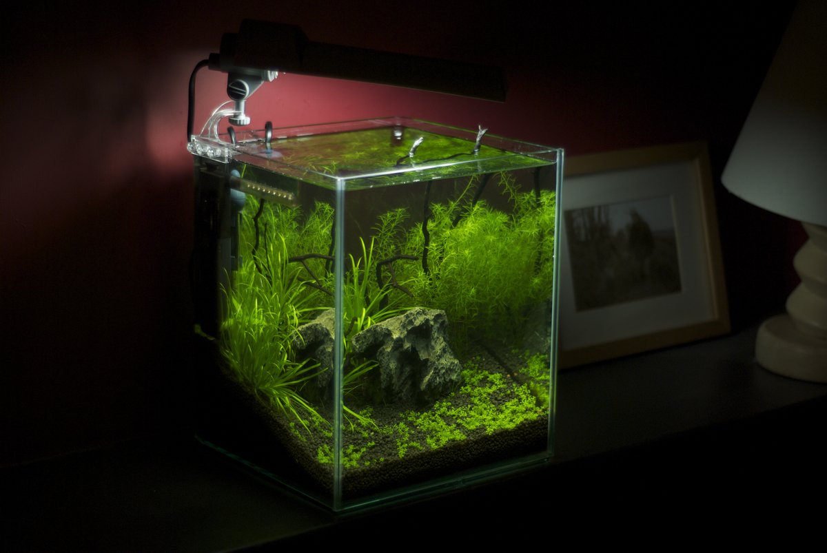 Nano acuario de agua dulce iluminado sobre una mesa, con plantas y filtro interno