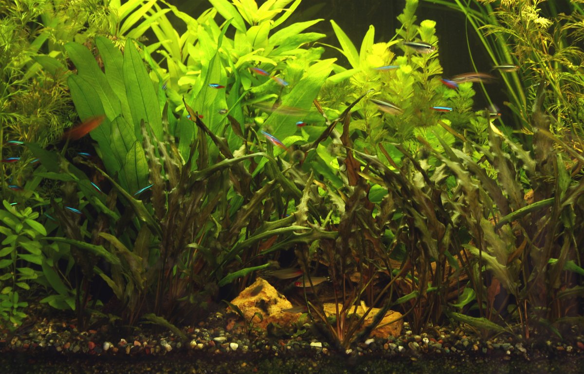 Acuario de agua dulce densamente plantado con tetras neón: las plantas ayudan a consumir nitratos