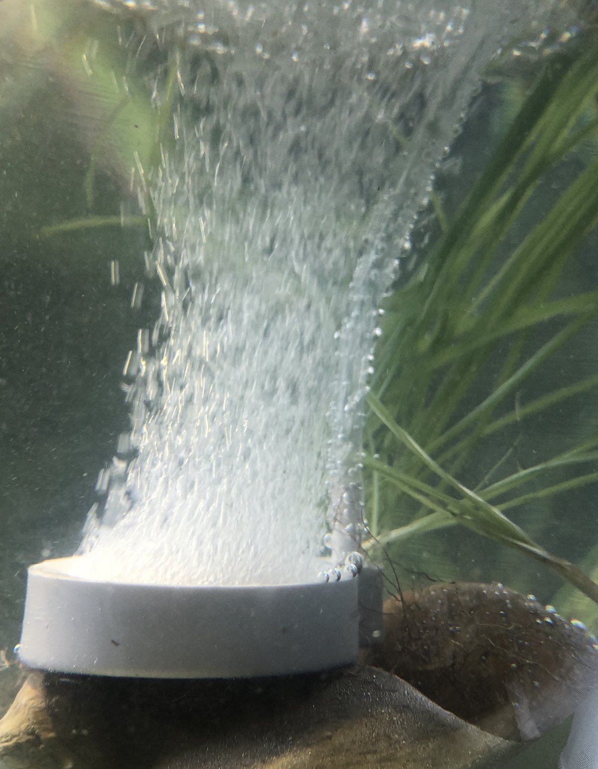 Piedra difusora liberando una columna de burbujas en un acuario plantado