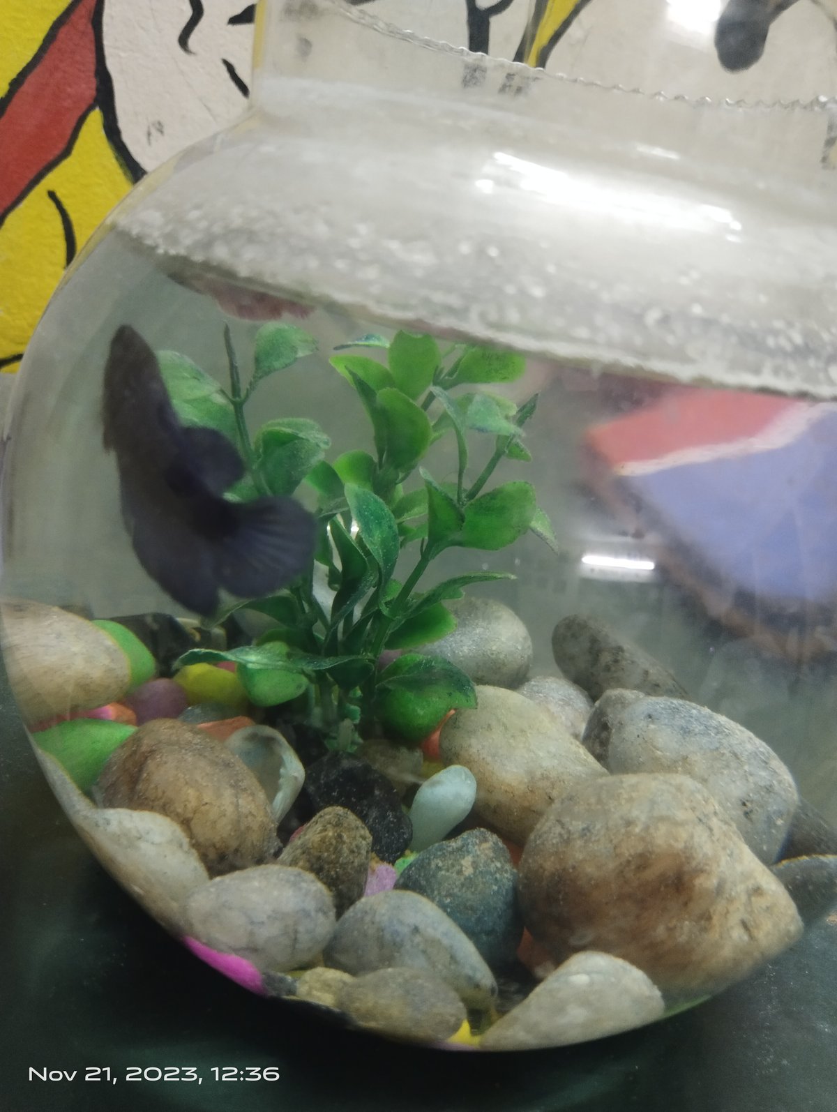 Pez betta en una pecera redonda pequeña con grava y una planta artificial