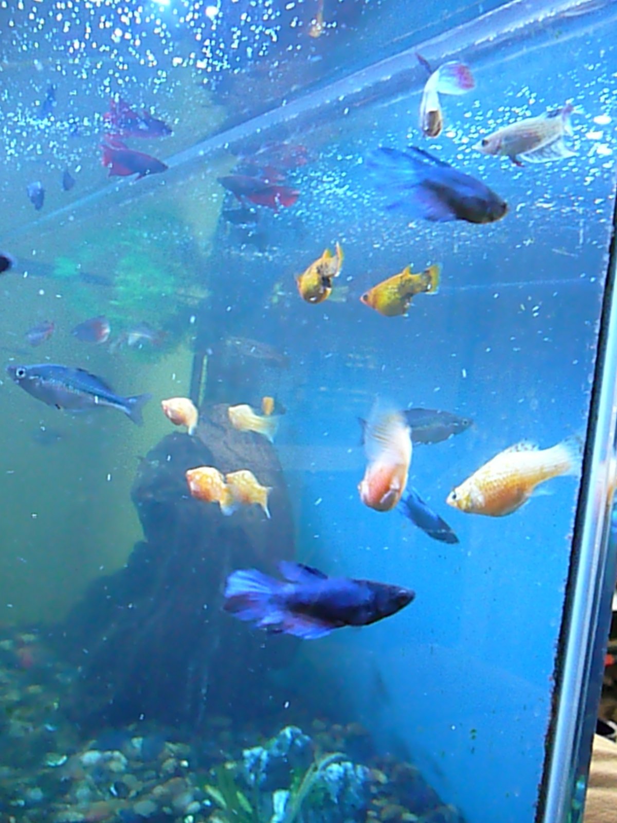 Acuario comunitario de agua dulce con peces sanos