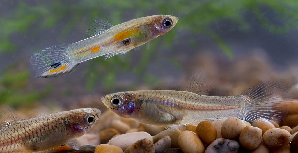 Guppy macho de colores en un acuario de agua dulce