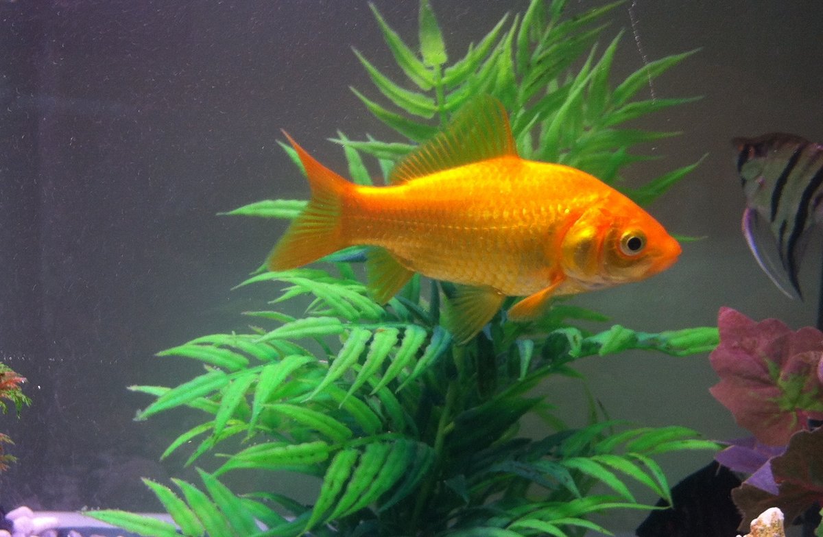 Pez dorado de color naranja intenso nadando en un acuario bien filtrado