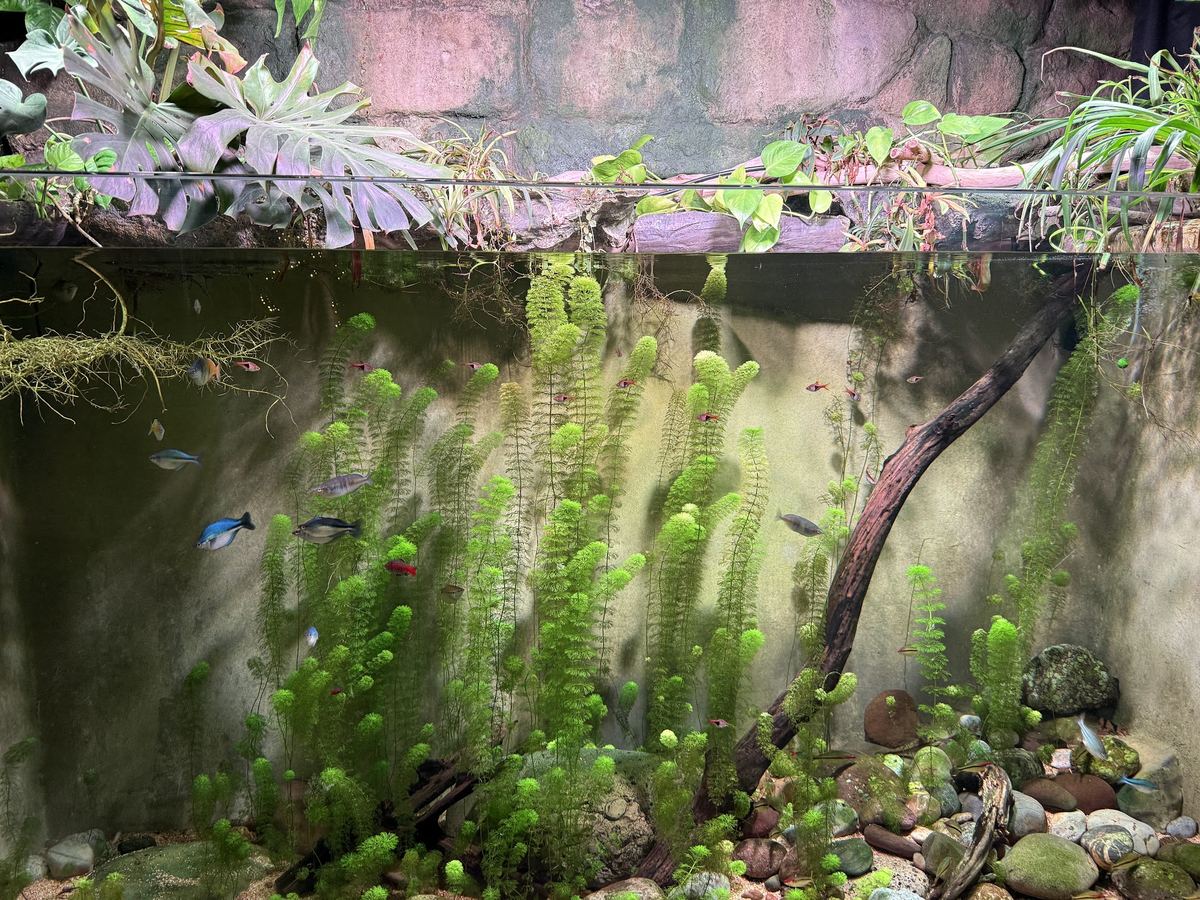 Acuario de agua dulce plantado con especies fáciles para principiantes