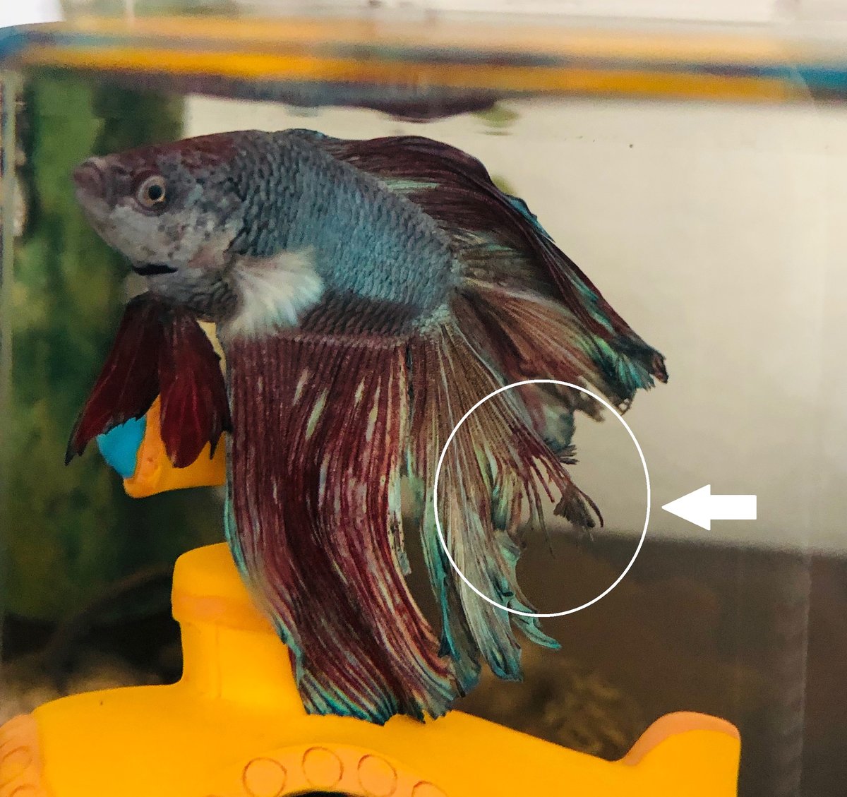 Aleta de un pez de acuario con los bordes deshilachados y blanquecinos típicos de la podredumbre de aletas
