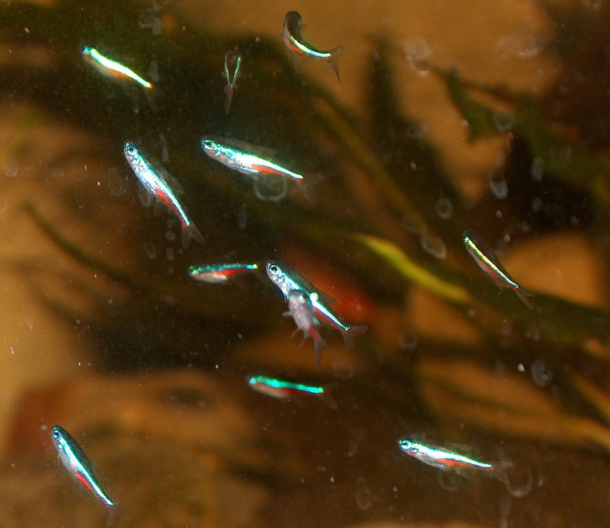 Cardumen de neones azules nadando en un acuario de agua dulce sin sal