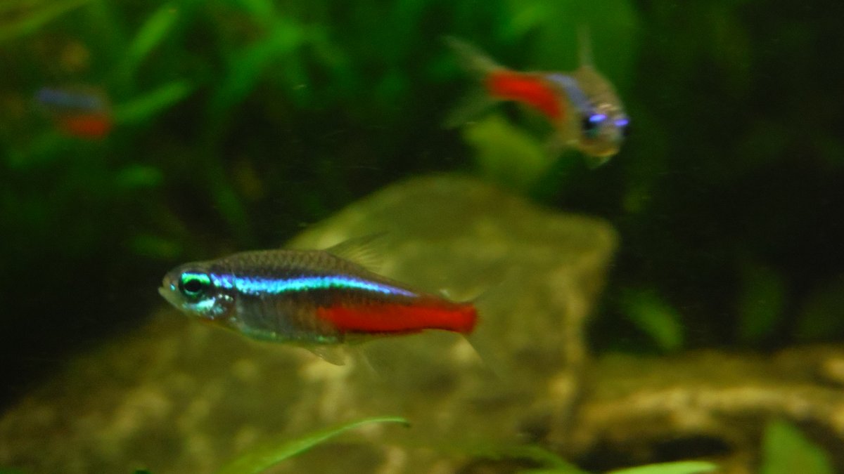 Banco de tetras neón nadando juntos en un acuario de agua dulce plantado